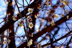 福島にも春が来ています。