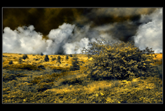 Yellow magic land
