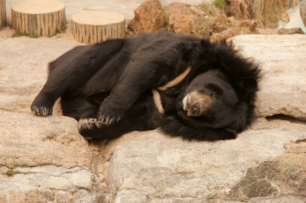 熊眠る