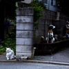 人、犬、犬、、、猫?