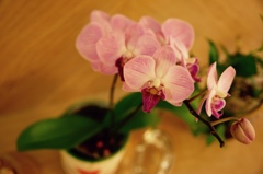 thumb_IMG_3458_1024