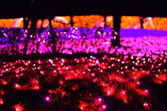 The carpet of light
