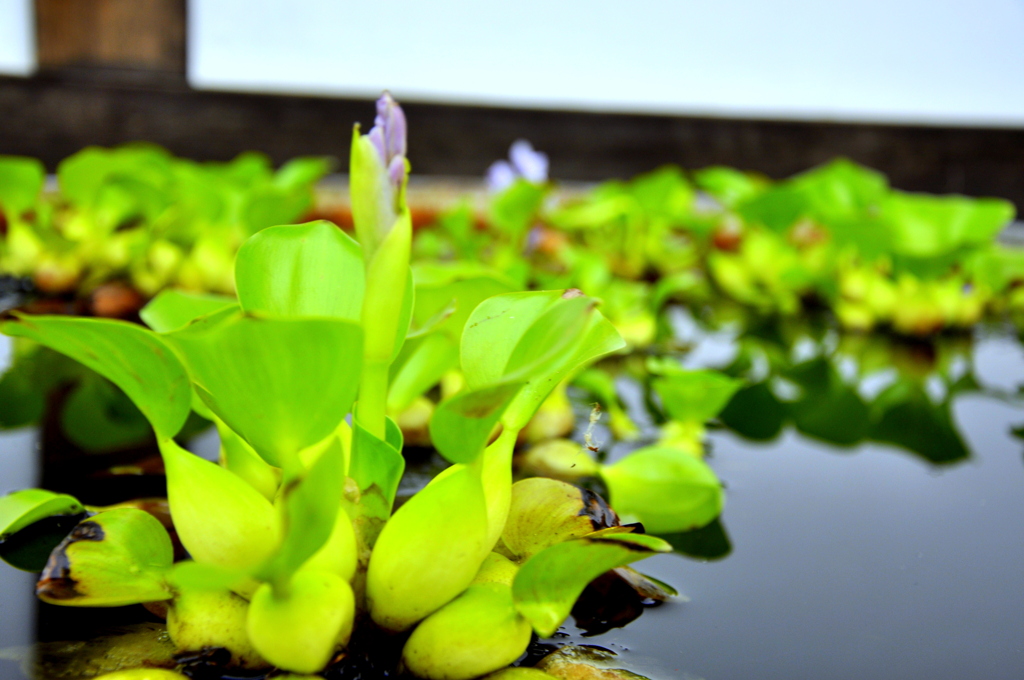 夏涼花