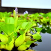 夏涼花