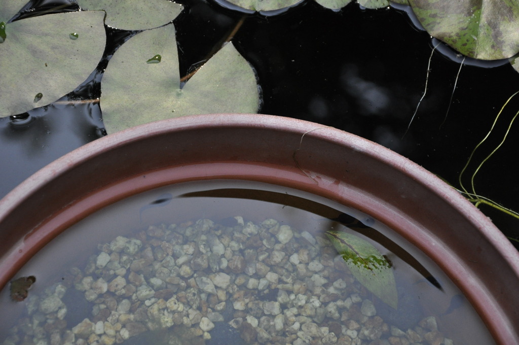 梅雨