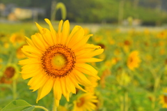 太陽の花