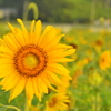 太陽の花