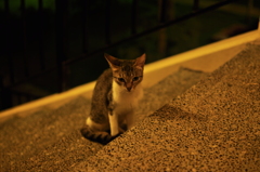 _DSC0132