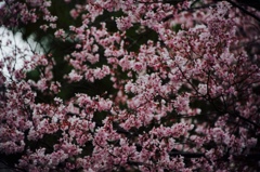 thumb_IMG_3487_1024