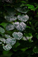 雨粒