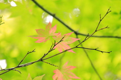 紅淡く