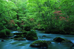 花と緑
