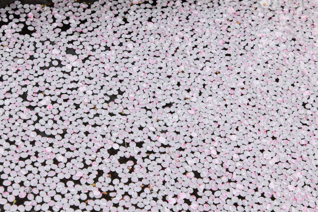 花びら