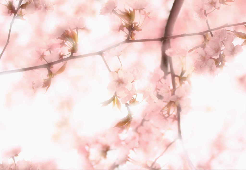 淡く