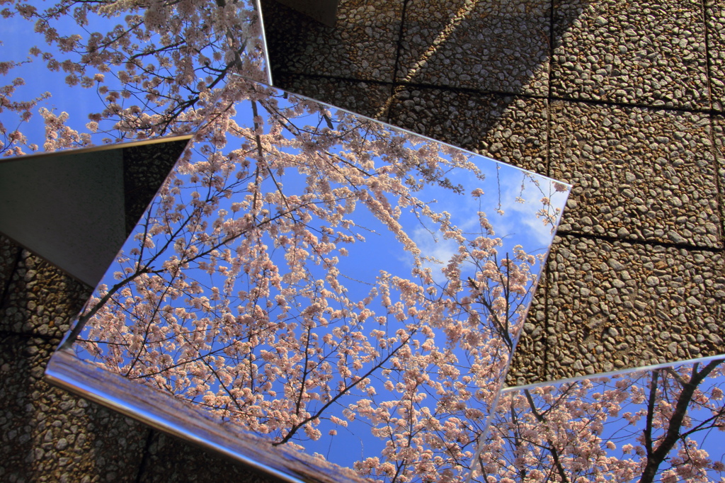 映り込む桜