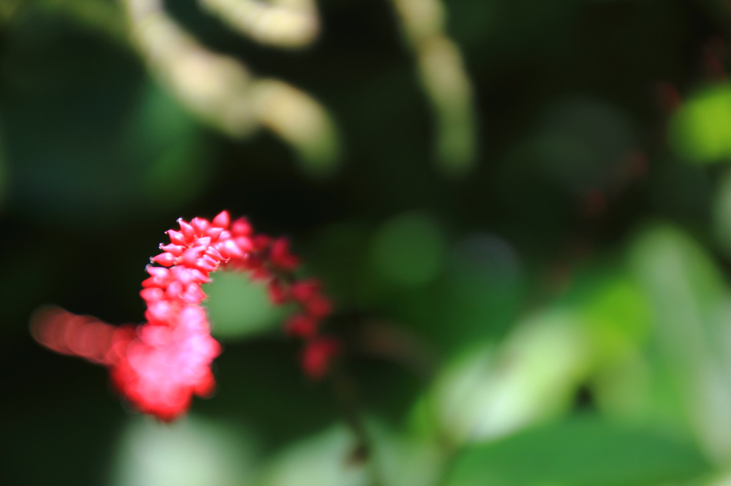 道草