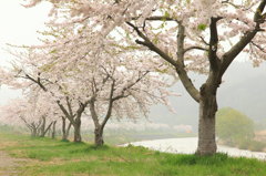 花散らしの雨