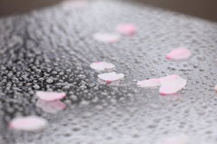 花散らしの雨