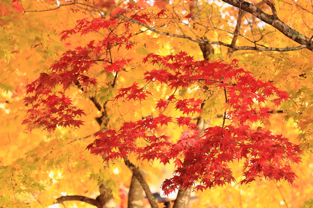 紅色に染まる