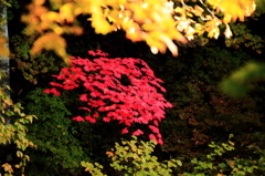 紅葉