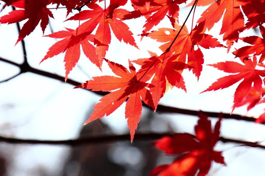 紅色つらなる