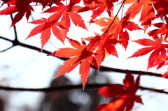 紅色つらなる