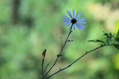 白い花