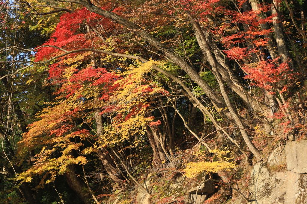 山の彩り