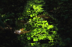 水溜り