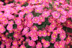 花やか