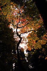 紅葉の流れ