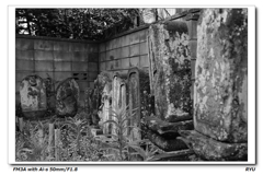 お散歩写真2
