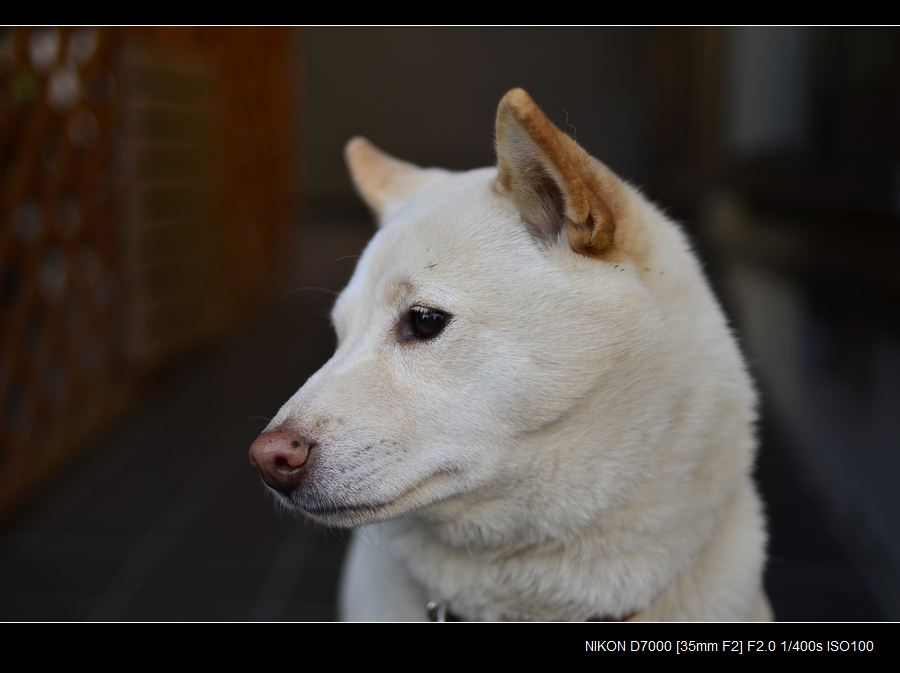シロ