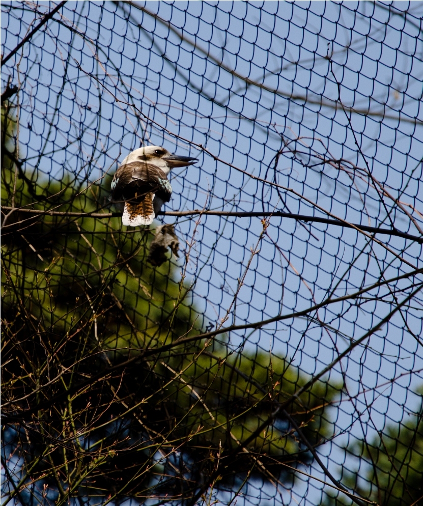 20110402-RYU_0581