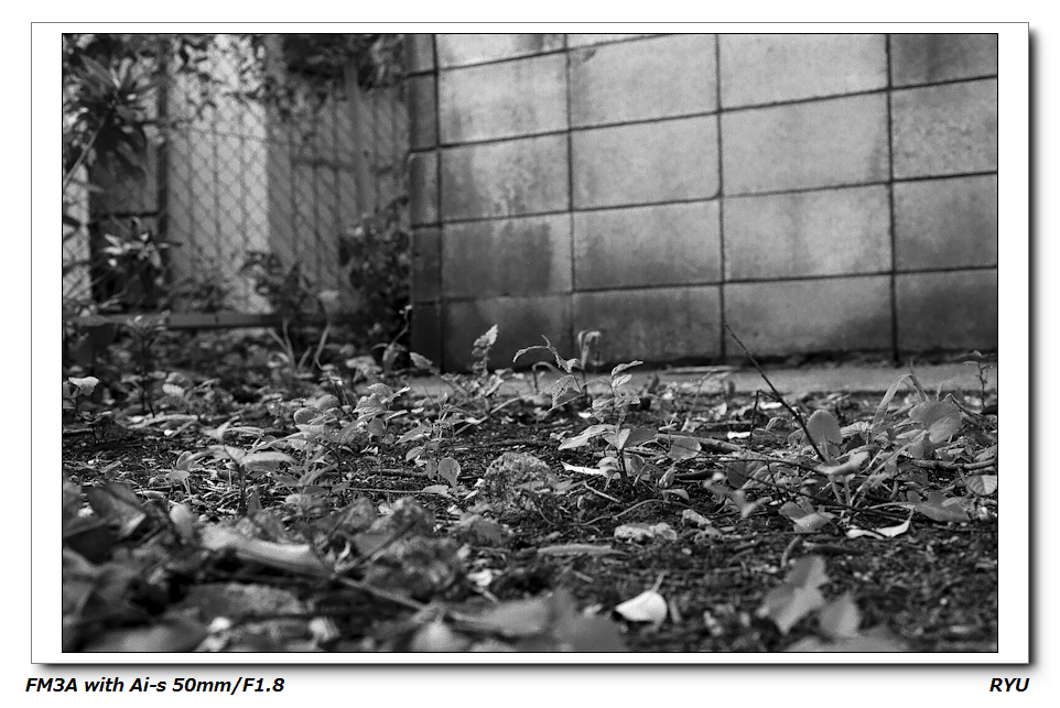 お散歩写真3