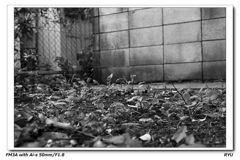 お散歩写真3