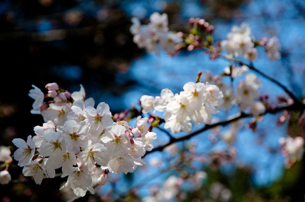 20110402-RYU_0462