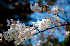 20110402-RYU_0462