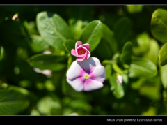 小花