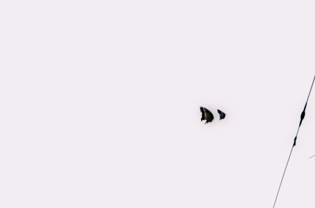 蝶々３
