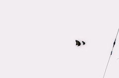 蝶々３