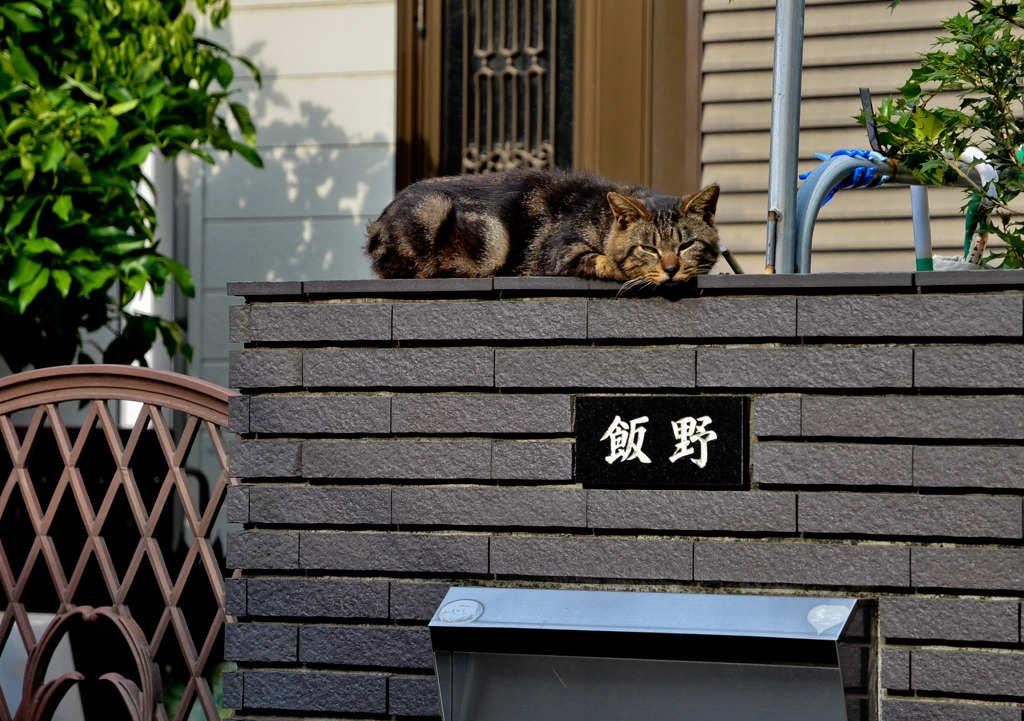 昼寝