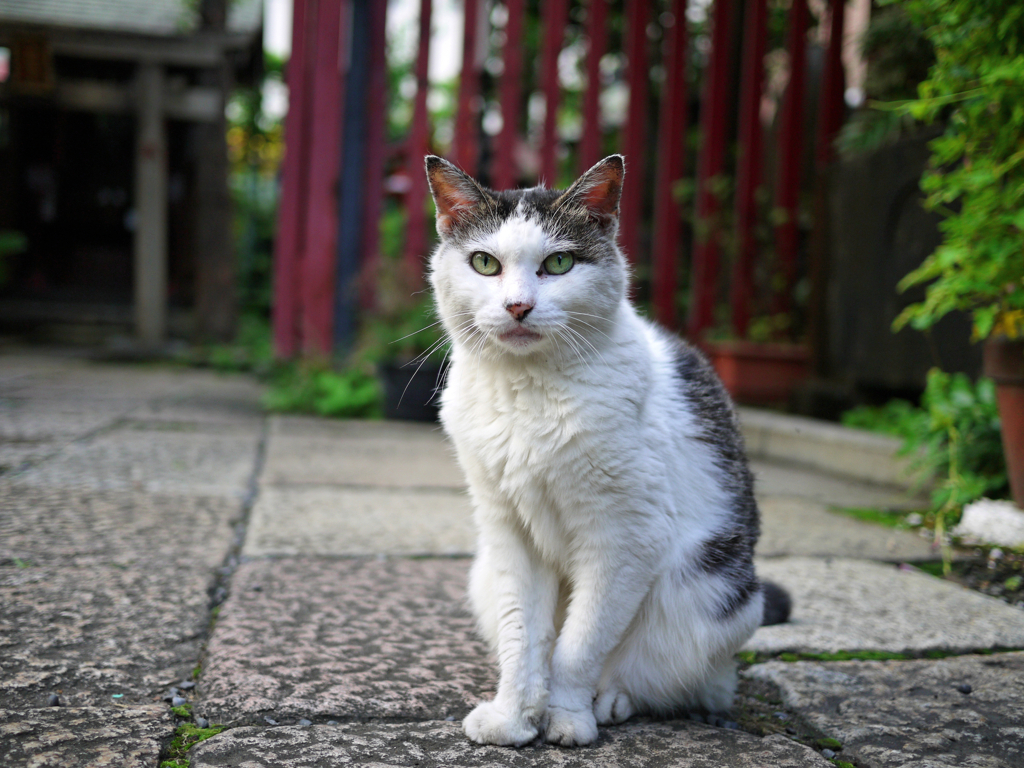 神社猫