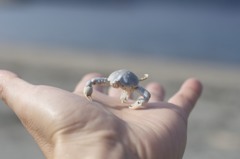 ヤドカリ？