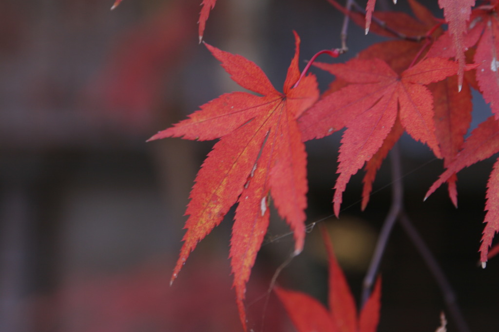 紅葉