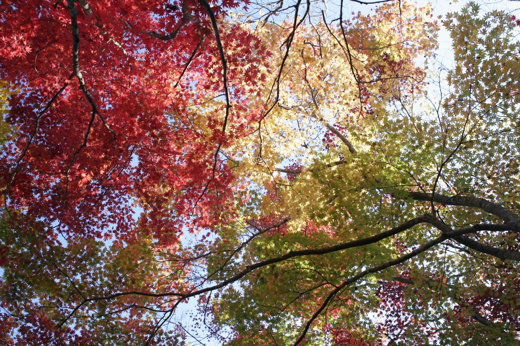紅葉