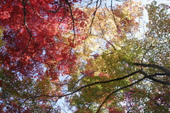 紅葉