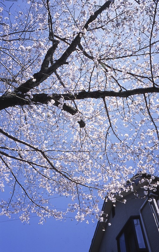 桜はどのように撮ればいいか？？