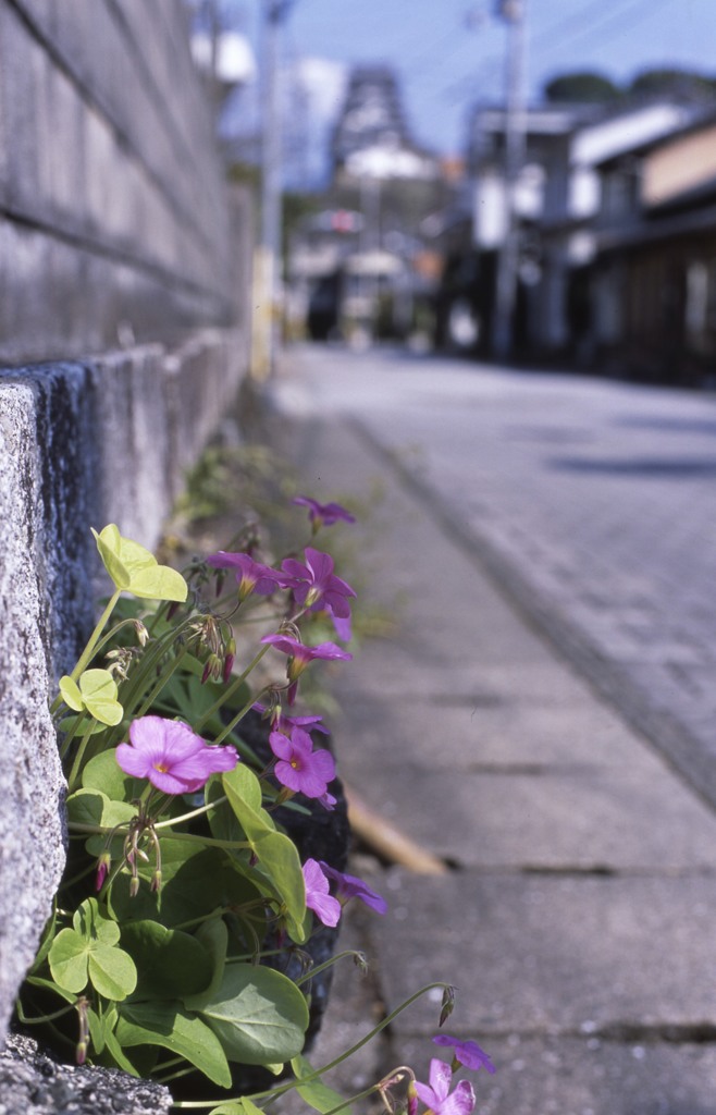 城内に侵入