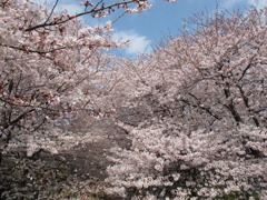 THE満開